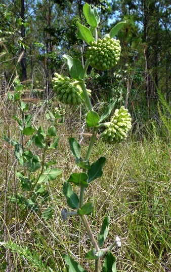 {Asclepias viridiflora}